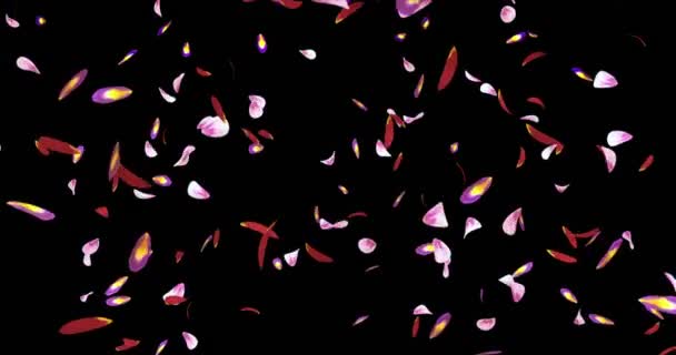 Padající červené růžové fialové Sakura Flower lístků pozadí Alfa podkladu smyčka 4k