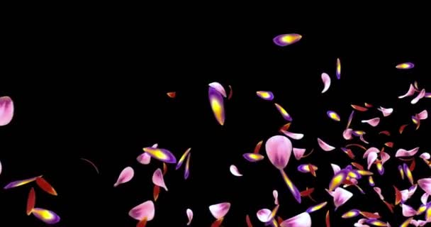 Volare rosso rosa viola sakura fiore petali segnaposto alfa opaco Loop 4k — Video Stock