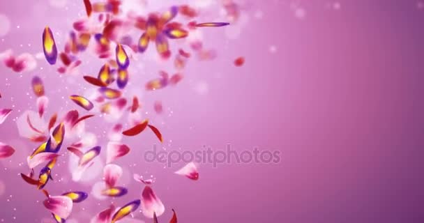 Düşen romantik kırmızı pembe mor çiçek yaprakları bulanık Bokeh yer tutucu döngü 4k — Stok video