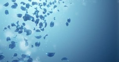 Yer tutucu düşen uçan romantik koyu mavi gül orkide çiçek yaprakları 4 k döngü