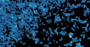 Koyu mavi gül çiçek yaprakları düşen geçiş Alfa mat döngü 4 k uçan