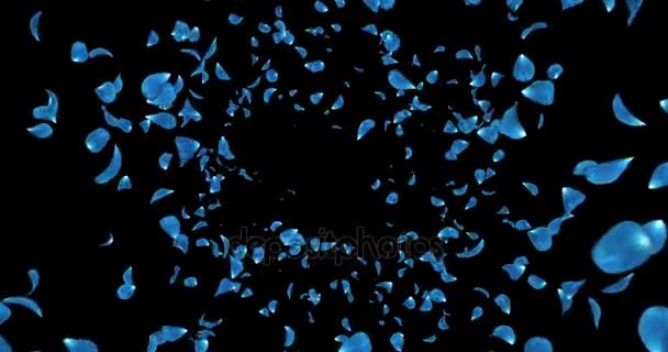 Flying Dark Blue Rose Flower Petals Falling Background Alpha matte Loop 4k — Stock Video