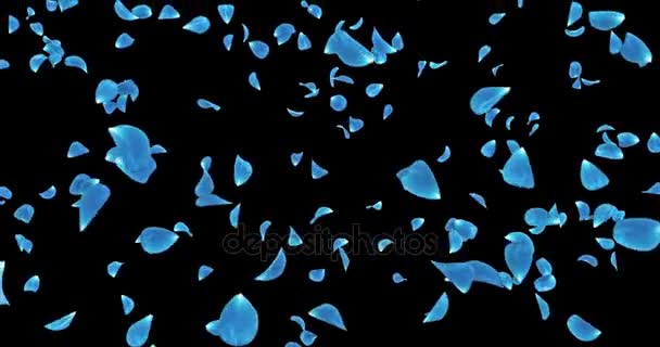 Flying Dark Blue Rose Flower Petals Falling Background Alpha matte Loop 4k — Stock Video