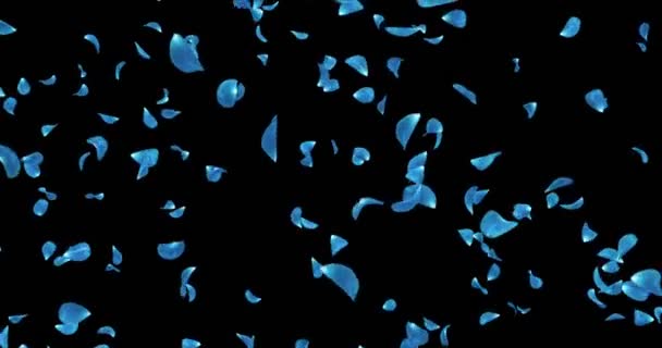 Flying Dark Blue Rose Flower Petals Falling Background Alpha matte Loop 4k — Stock Video