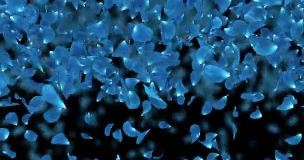 Pétalos románticos de flor de rosa azul oscuro Falling Transition Alpha mate Loop 4k — Vídeo de stock