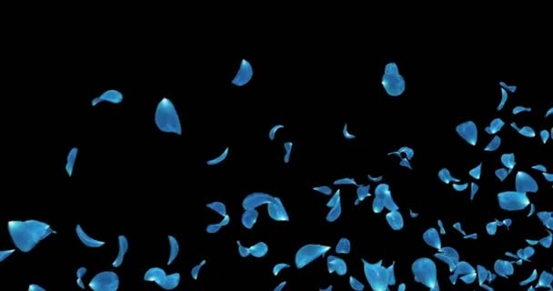 Flying Dark Blue Rose Flower Petals Placeholder Falling Alpha matte Loop 4k — Stock Video