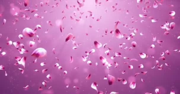 飞行浪漫红色粉红色玫瑰樱花花瓣落背景循环 4 k — 图库视频影像