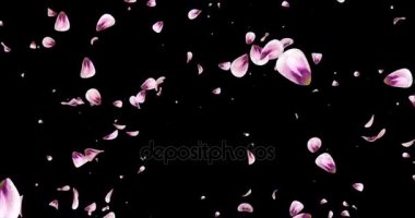 Pembe Gül Sakura çiçek yaprakları düşen arka plan Alpha mat döngü 4 k uçan