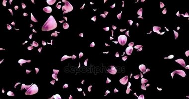 Uçan romantik pembe Gül çiçek yaprakları düşen arka plan Alpha mat döngü 4k