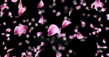 Koşuşturma uçan kırmızı pembe Gül Sakura çiçek yaprakları arka plan Alpha mat döngü 4k