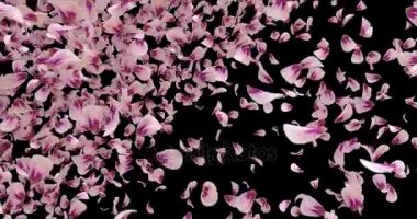 Romantik pembe Gül Sakura çiçek yaprakları düşen geçiş Alpha mat döngü 4k