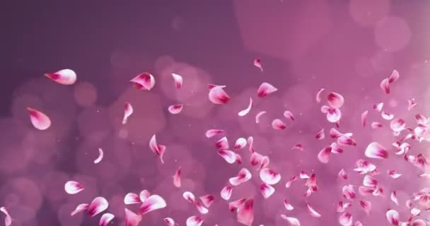 Flying Romántico Rojo Rosa Rosa Sakura pétalos de la flor que cae titular del lugar Loop 4k — Vídeo de stock