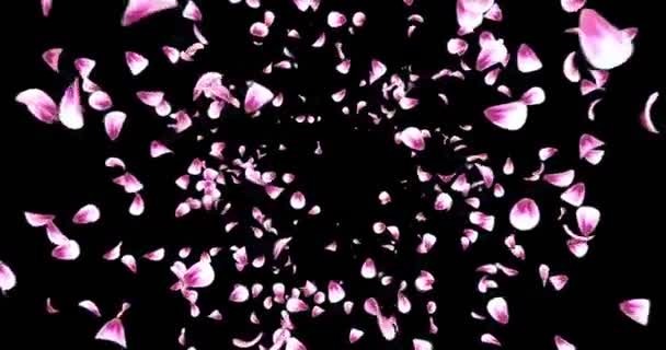 Volare rosso rosa rosa Sakura fiore petali caduta sfondo alfa opaco Loop 4k — Video Stock