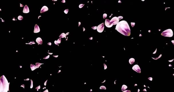 Volare rosa rosa Sakura petali di fiore caduta sfondo alfa opaco Loop 4k — Video Stock