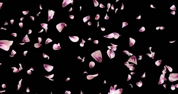 Romantické růžové růže květ okvětní lístky pádu pozadí Alfa podkladu smyčka 4k létání
