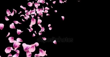 Pembe Gül Sakura çiçek yaprakları düşen yer tutucu Alpha mat döngü 4 k uçan