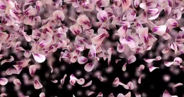 Flygande rosa ros Sakura blomma kronblad faller övergången Alpha Matt slinga 4k — Stockvideo