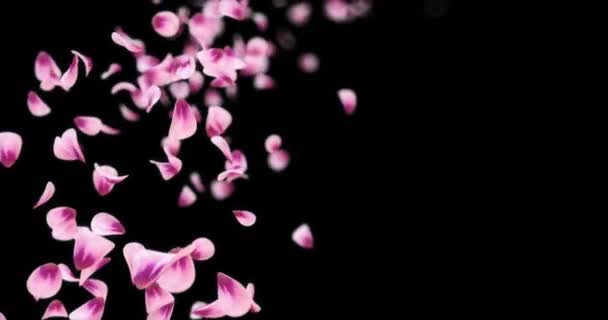 Flying Pink Rose Sakura Flor Pétalas Queda Placeholder Alpha fosco Loop 4k — Vídeo de Stock