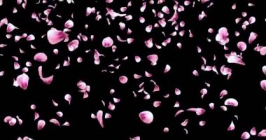 Kırmızı pembe Gül Sakura çiçek yaprakları düşen arka plan Alpha mat döngü 4 k uçan