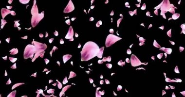 Koşuşturma uçan romantik pembe Gül çiçek yaprakları arka plan Alpha mat döngü 4k