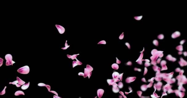 Лепестки розовой розы сакуры, падающие на платформу, матовая петля 4k — стоковое видео