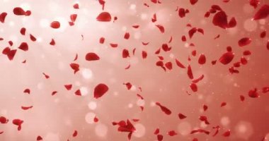 Arka plan düşen uçan romantik ışık kırmızı gül çiçek yaprakları 4 k döngü