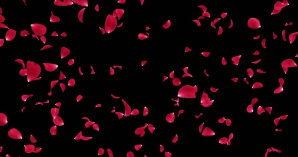 Romantiska ljus röd ros blomma kronblad faller bakgrund Alpha Matt slinga 4k — Stockvideo