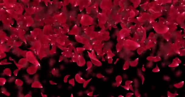 Flying Light Red Rose Flower Petals Falling Transition Alpha matte Loop 4k — Stock Video