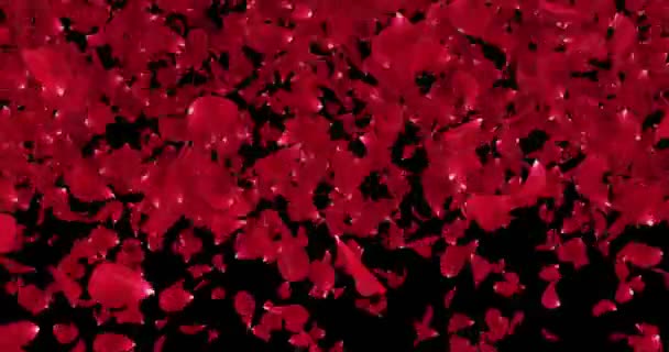 Ρομαντικό φως κόκκινο τριαντάφυλλο λουλούδι πέταλα πέφτουν μετάβαση άλφα ματ βρόχο 4k — Αρχείο Βίντεο