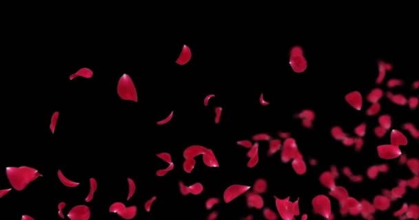 Flying Romantic Red Rose Flower Petals Falling Placeholder Alpha matte Loop 4k — Stock Video