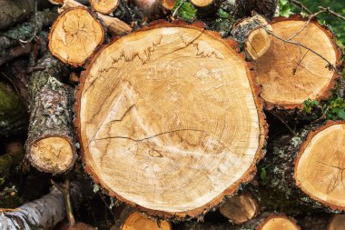 Ağaç kütüğü arka plan için yığını. Ahşap.