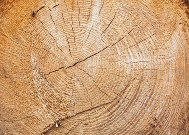 Ağaç çam güdük doku arka plan