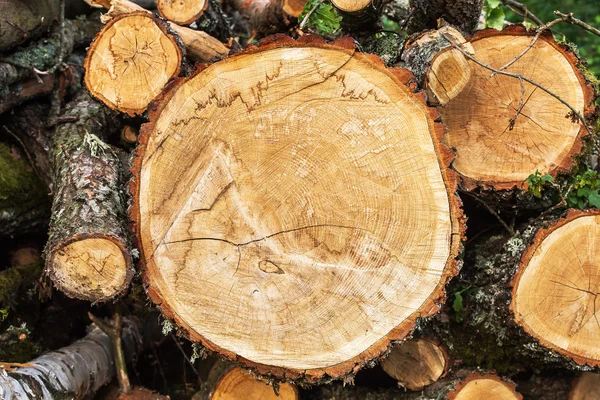 Ağaç kütüğü arka plan için yığını. Ahşap.