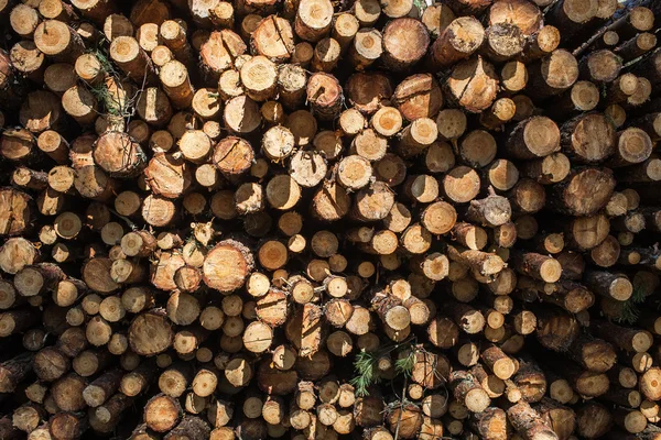 Nurember yakınındaki bir ormandaki taşıma için yığılmış kesme çam günlükleri