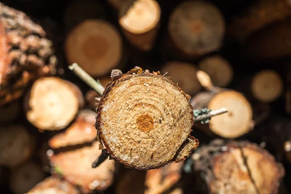 Kesilen ağaç gövdesini kapat