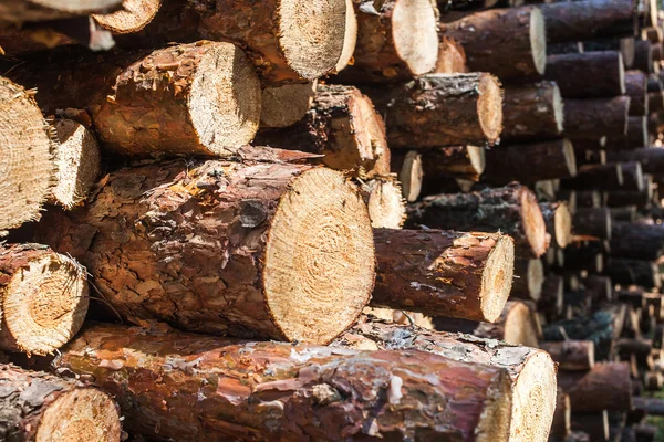 Nurember yakınındaki bir ormandaki taşıma için yığılmış kesme çam günlükleri