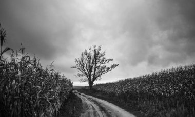 yağmurlu bir sonbahar gününde yalnız ağaç ayakta olgun Mısır dolu bir alanda karayoluyla
