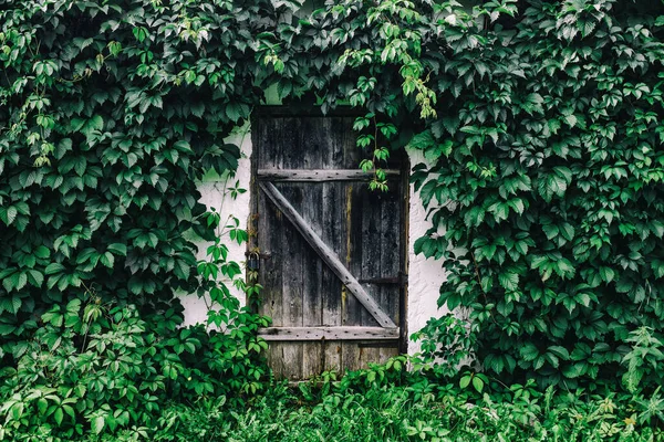 Kapısı olan eski ahşap bir duvar, klasik metal kilidi ve yabani sarmaşığın yeşil yaprakları.)