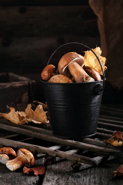 mantar bir siyah kova