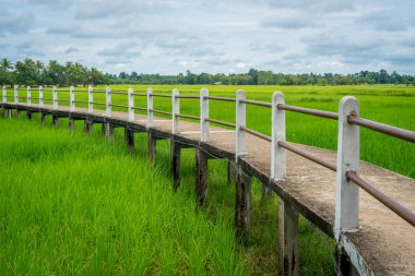 Yeşil pirinç alan küçük beton köprü
