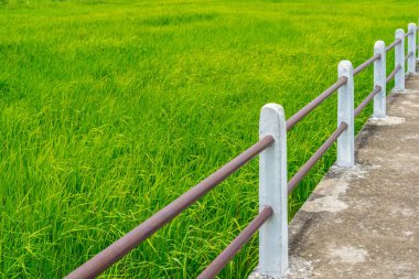 Beton yolun yeşil pirinç alan üzerinden çapraz çizgiler