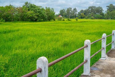 Yeşil pirinç alan ve beton kaldırım