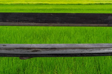 Yeşil pirinç alan arka plan ile uzun ahşap Bank