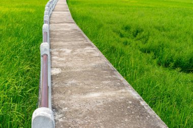 Yeşil pirinç alandaki uzun beton kaldırım