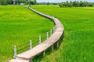 Yeşil pirinç alandaki uzun beton kaldırım havadan görünümü