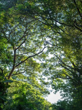 Ağaç dalları ve arka plan güneş ışığı altında bırakır