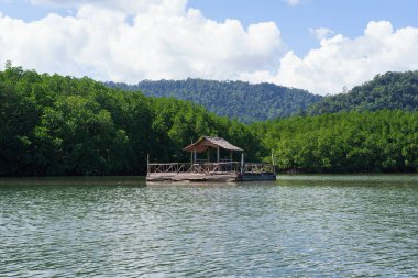 Mangrov orman arka planda ile kayan bambu Sal