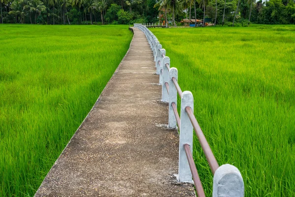 Τσιμεντένιο μονοπάτι μέσα από το πεδίο καταπράσινη ρύζι σε αγροτική περιοχή. — Φωτογραφία Αρχείου