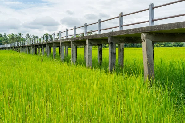 Förhöjd rullbandet i gröna risfält med mulen himmel — Stockfoto