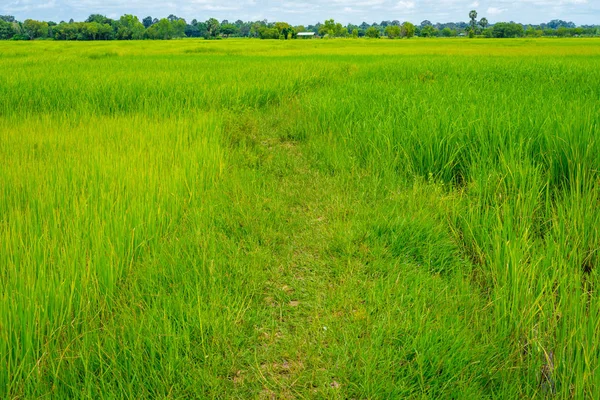 Μικρό μονοπάτι στο πεδίο καταπράσινη ρύζι — Φωτογραφία Αρχείου